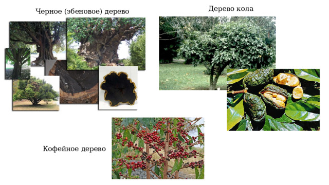 Дерево кола Черное (эбеновое) дерево Кофейное дерево 