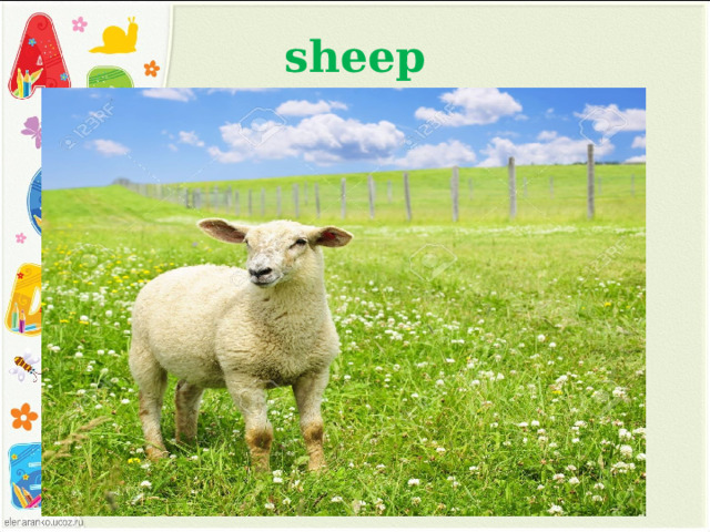 sheep 