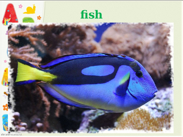 fish 