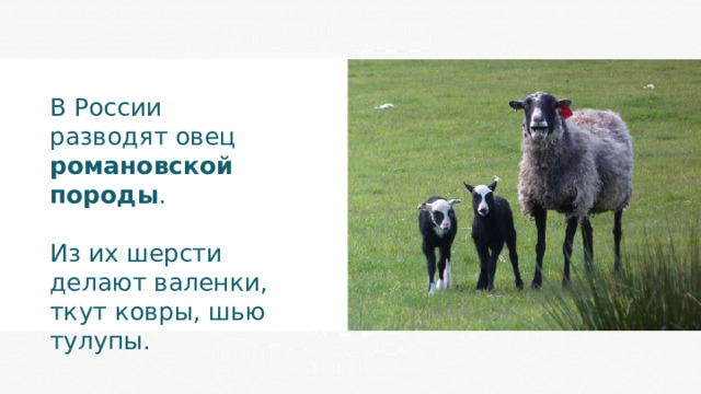 В России разводят овец романовской породы . Из их шерсти делают валенки, ткут ковры, шью тулупы. 