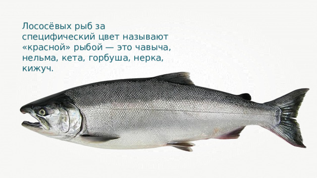 Лососёвых рыб за специфический цвет называют «красной» рыбой — это чавыча, нельма, кета, горбуша, нерка, кижуч. 