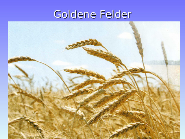 Goldene Felder 