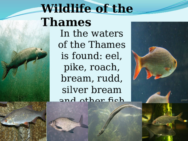 Wildlife of the Thames In the waters of the Thames is found: eel, pike, roach, bream, rudd, silver bream and other fish 
