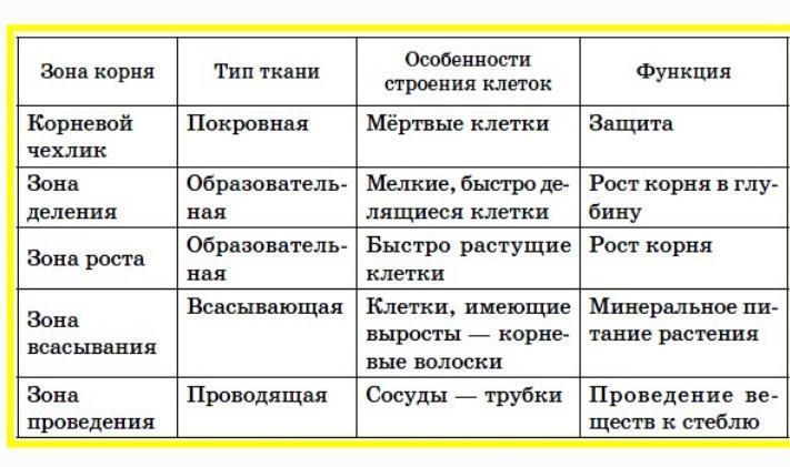 Вегетативные органы растения.Корень и корневые системы