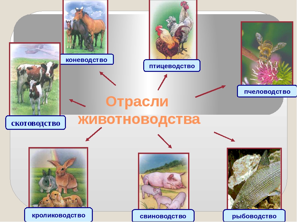 Презентация на тему животноводство география 8 класс