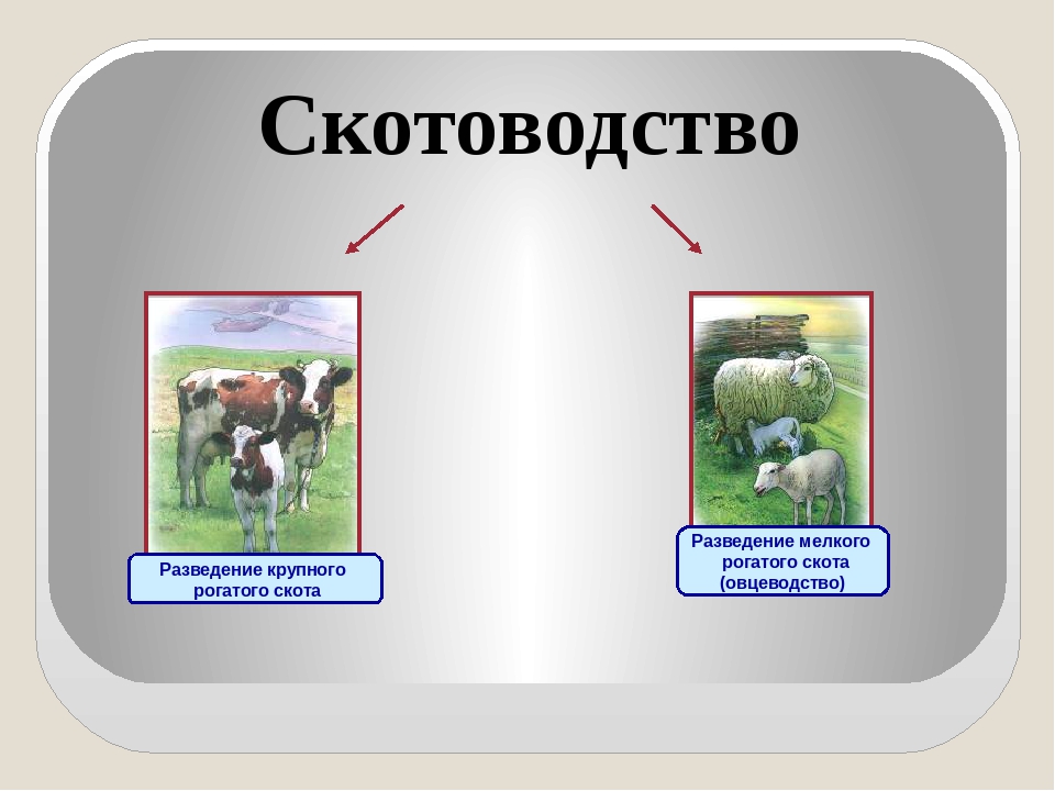 Какие направления имеет скотоводство 3. Разведение рогатого скота. Разведение крупного рогатого скота. Животноводство презентация. Схема животноводства.