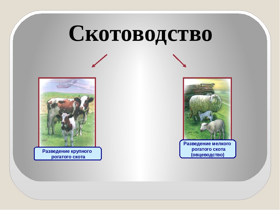 Презентация на тему животноводство география 8 класс