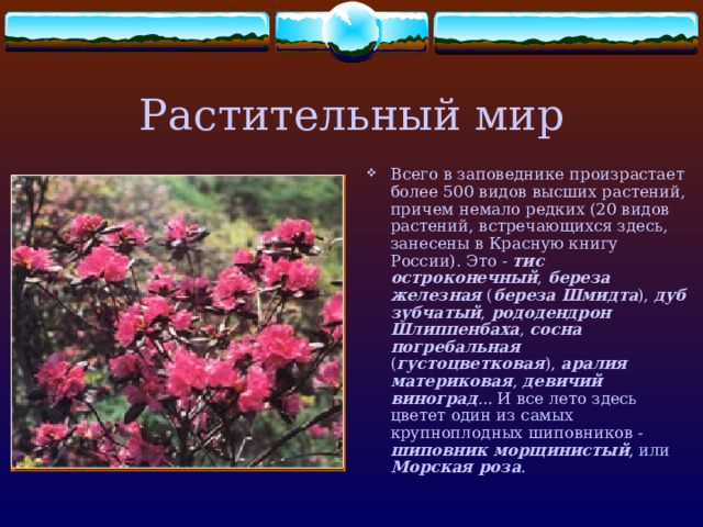 Флора и Фауна Приморского края.