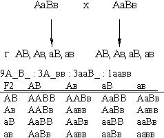 Схема aabb х аавв иллюстрирует