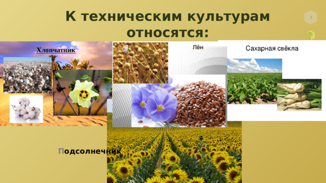 Технические культуры примеры. Технические культурные растения. Технические культуры растений. Технические культуры растений. Технические культуры.