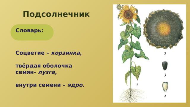 Подсолнечник Словарь: Соцветие – корзинка ,  твёрдая оболочка семян- лузга,  внутри семени – ядро . 