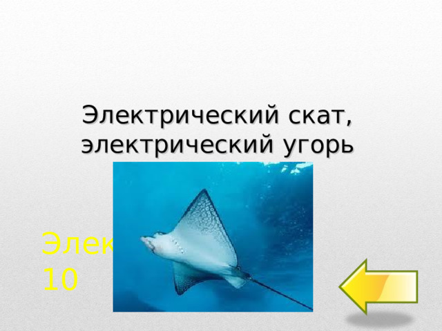 Электрический скат, электрический угорь Электричество  10 2 