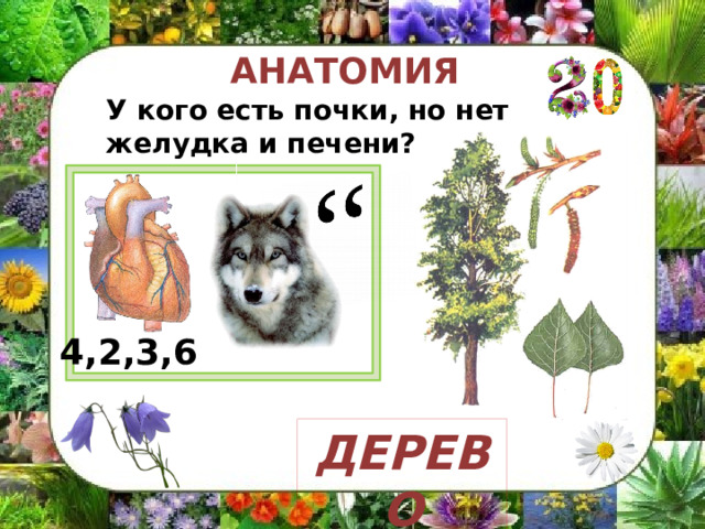 АНАТОМИЯ У кого есть почки, но нет желудка и печени? подсказка 4,2,3,6 ДЕРЕВО 
