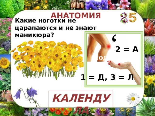 АНАТОМИЯ Какие ноготки не царапаются и не знают маникюра? 2 = А подсказка 1 = Д, 3 = Л КАЛЕНДУЛА 