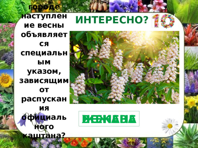 В каком городе наступление весны объявляется специальным указом, зависящим от распускания официального каштана? ИНТЕРЕСНО? ЖЕНЕВА ВЕЖАНЕ 