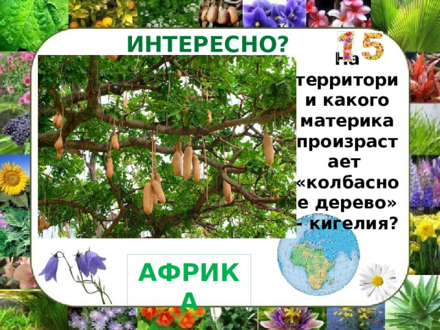ИНТЕРЕСНО? На территории какого материка произрастает «колбасное дерево» - кигелия? АФРИКА 