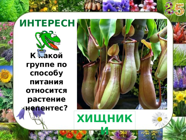 ИНТЕРЕСНО? К какой группе по способу питания относится растение непентес? ХИЩНИКИ 