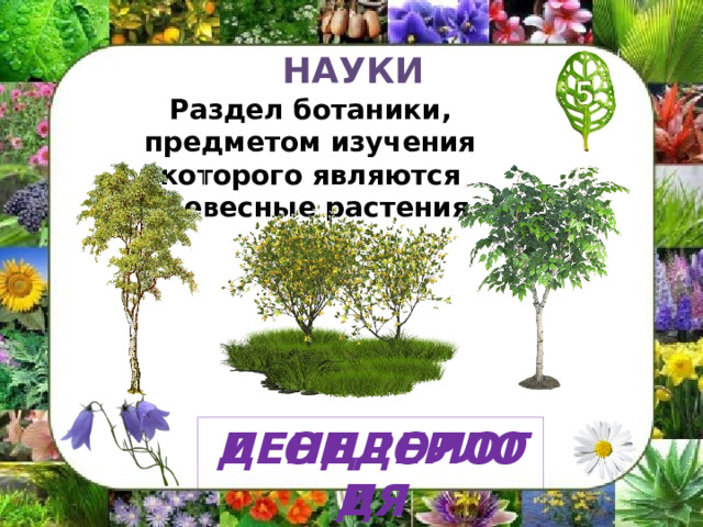 НАУКИ Раздел ботаники, предметом изучения которого   являются древесные растения ДЕНДРОЛОГИЯ ИГОНДЕРЛОДЯ 