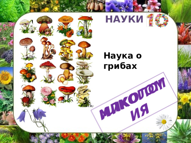 МИКОЛОГИЯ ИЛКОГОМИЯ НАУКИ Наука о грибах 