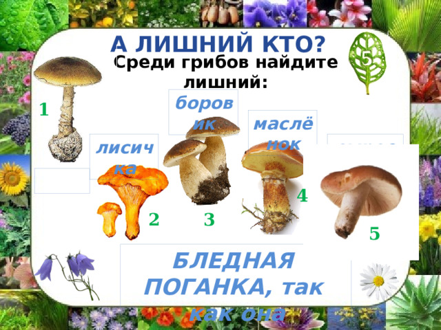 А ЛИШНИЙ КТО? Среди грибов найдите лишний: боровик 1 маслёнок лисичка сыроежка  4 2 3 5 БЛЕДНАЯ ПОГАНКА, так как она ядовитая 