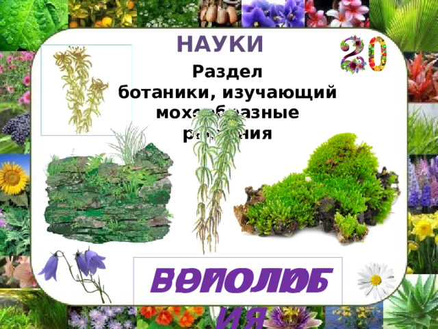 НАУКИ Раздел ботаники, изучающий мохообразные растения БРИОЛОГИЯ РОГОЛИБИЯ 