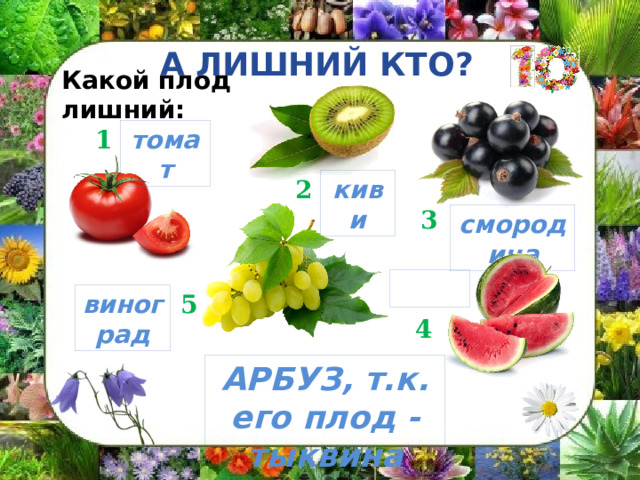 А ЛИШНИЙ КТО? Какой плод лишний: 1 томат 2 киви 3 смородина  виноград 5 4 АРБУЗ, т.к. его плод - тыквина 
