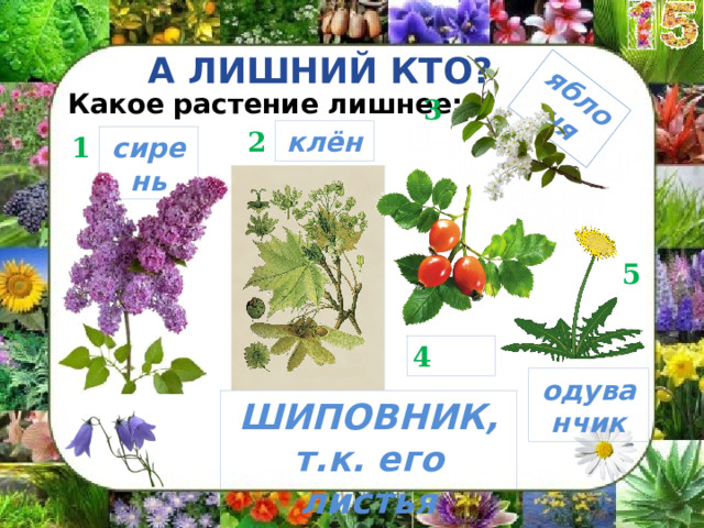 яблоня А ЛИШНИЙ КТО? Какое растение лишнее: 3 клён 2 1 сирень 5 4  одуванчик ШИПОВНИК, т.к. его листья сложные 