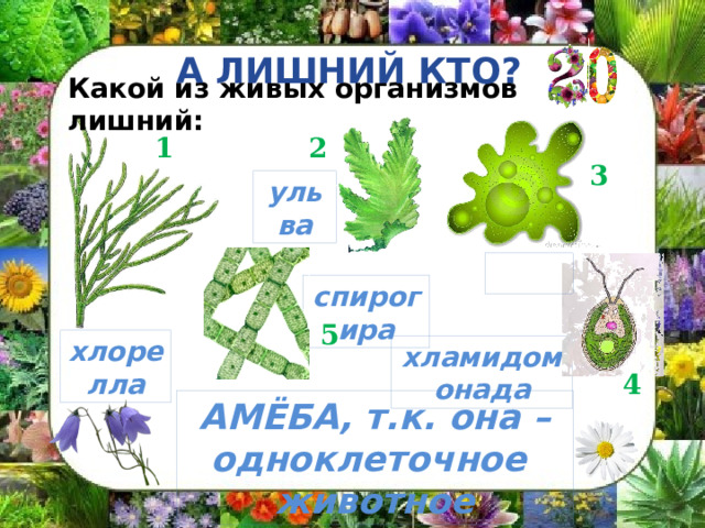 А ЛИШНИЙ КТО? Какой из живых организмов лишний: 1 2 3 ульва  спирогира 5 хлорелла хламидомонада 4 АМЁБА, т.к. она – одноклеточное животное 
