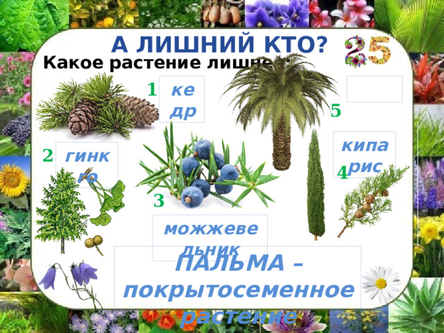 А ЛИШНИЙ КТО? Какое растение лишнее: 1 кедр  5 кипарис гинкго 2 4 3 можжевельник ПАЛЬМА – покрытосеменное растение 