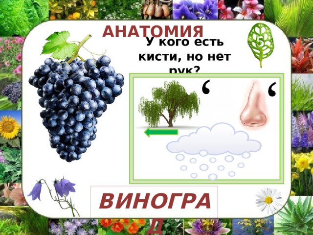 АНАТОМИЯ У кого есть кисти, но нет рук? подсказка ВИНОГРАД 