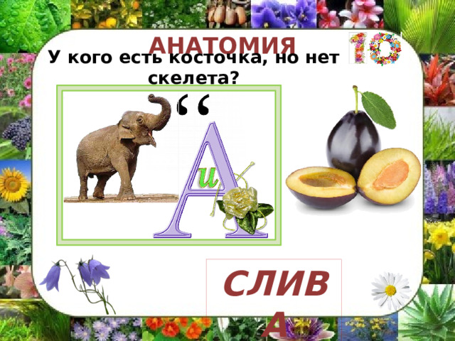 АНАТОМИЯ У кого есть косточка, но нет скелета? подсказка СЛИВА 