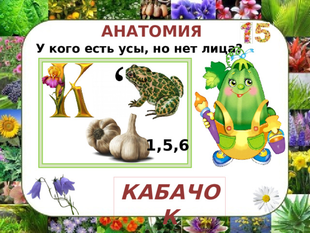 АНАТОМИЯ У кого есть усы, но нет лица? подсказка 1,5,6 КАБАЧОК 