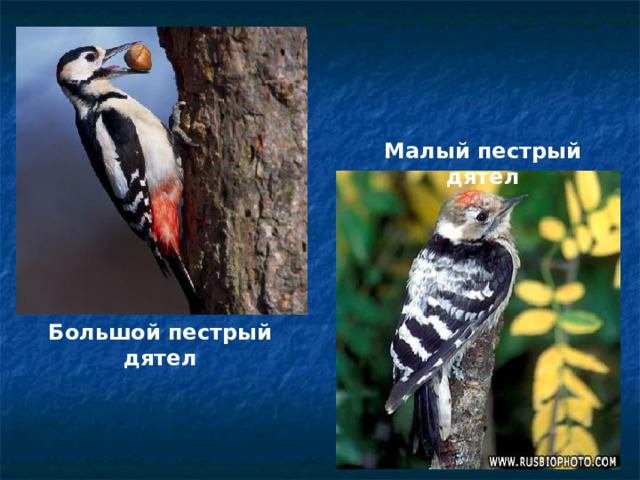 Малый пестрый дятел Большой пестрый дятел 