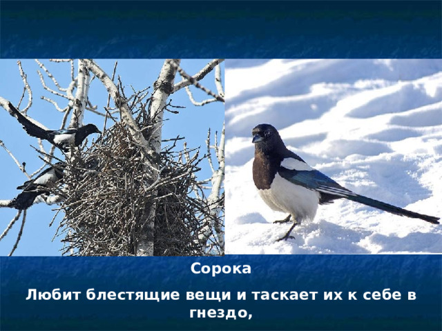Сорока Любит блестящие вещи и таскает их к себе в гнездо,  которое имеет форму шара 