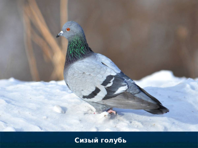 Сизый голубь 