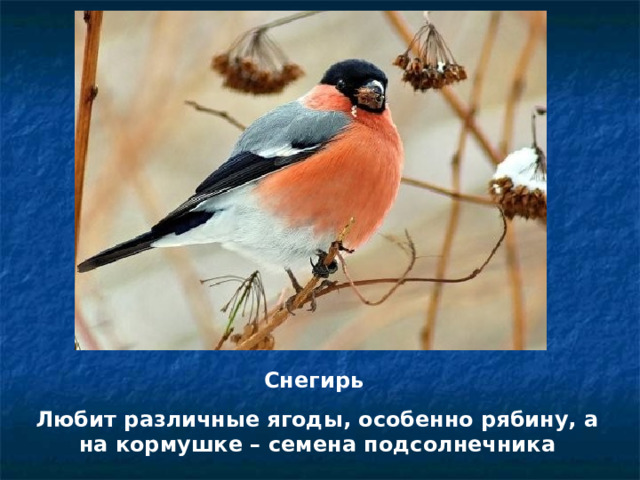 Снегирь Любит различные ягоды, особенно рябину, а на кормушке – семена подсолнечника 