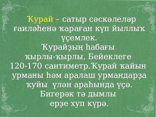  Ҡурай – сатыр сәскәлеләр ғаиләһенә ҡараған күп йыллыҡ үҫемлек. Ҡурайҙың һабағы ҡырлы-ҡырлы. Бейеклеге 120-170 сантиметр.Ҡурай ҡайын урманы һәм аралаш урмандарҙа ҡуйы үлән араһында үҫә. Бигерәк тә дымлы ерҙе хуп күрә. 