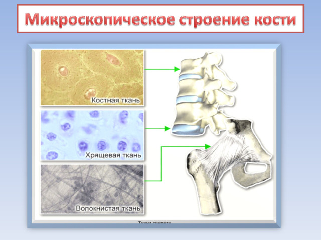 Строение костей презентация