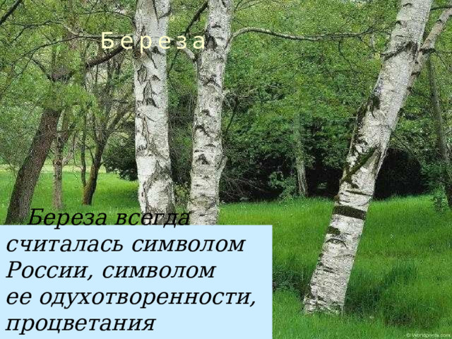 Береза  Береза всегда считалась символом России, символом ее одухотворенности, процветания и долголетия.  