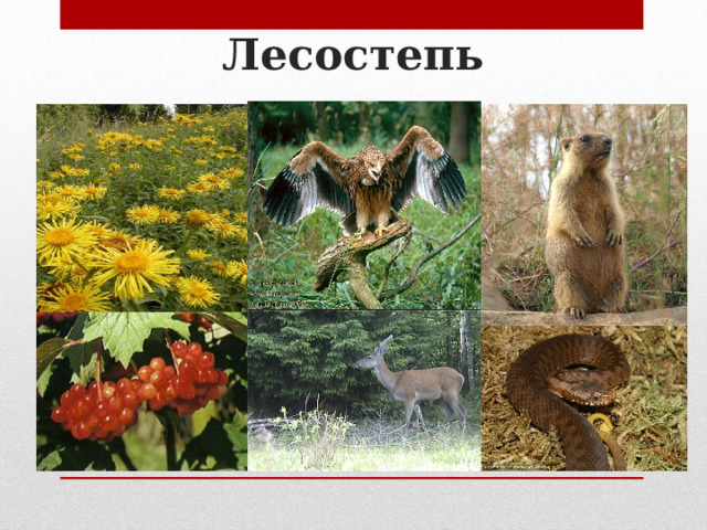 Лесостепь 