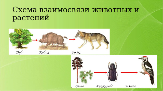 Соотношение растений и животных на суше