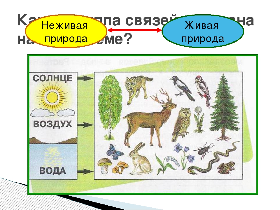 Невидимые нити в весеннем лесу 2 класс презентация