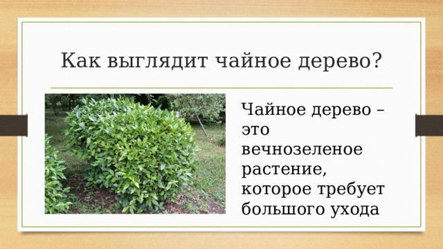 Как выглядит чайное дерево? Чайное дерево – это вечнозеленое растение, которое требует большого ухода 