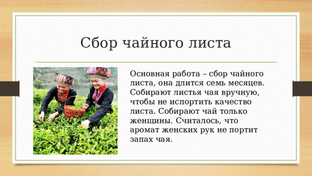 Сбор чайного листа Основная работа – сбор чайного листа, она длится семь месяцев. Собирают листья чая вручную, чтобы не испортить качество листа. Собирают чай только женщины. Считалось, что аромат женских рук не портит запах чая. 