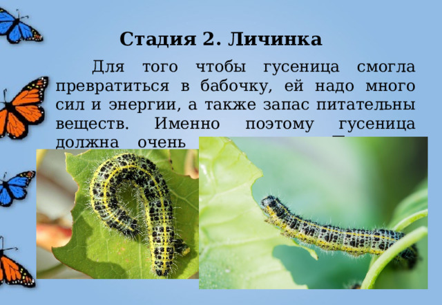 Стадия 2. Личинка  Для того чтобы гусеница смогла превратиться в бабочку, ей надо много сил и энергии, а также запас питательны веществ. Именно поэтому гусеница должна очень много есть. Питаются гусеницы листьями растений. 
