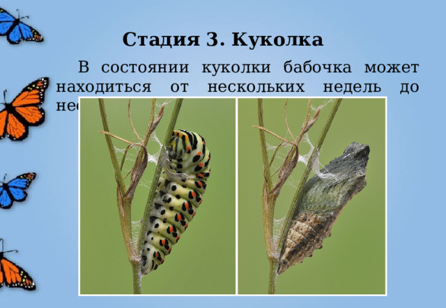 Стадия 3. Куколка  В состоянии куколки бабочка может находиться от нескольких недель до нескольких месяцев. 