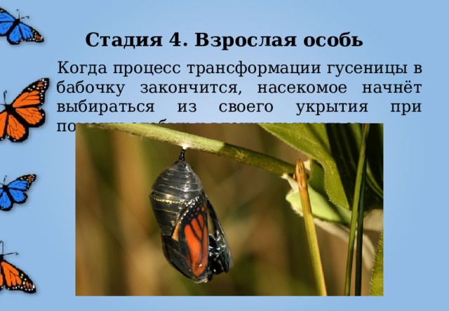 Стадия 4. Взрослая особь  Когда процесс трансформации гусеницы в бабочку закончится, насекомое начнёт выбираться из своего укрытия при помощи слабых и влажных крыльев. 