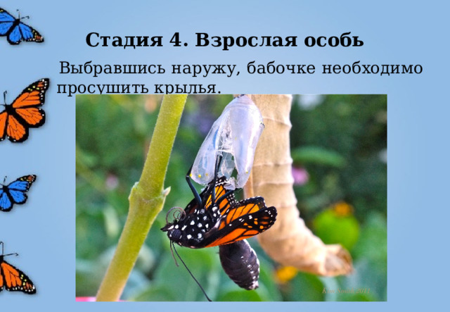Стадия 4. Взрослая особь  Выбравшись наружу, бабочке необходимо просушить крылья. 