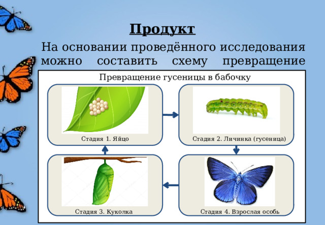 Схема появления бабочки в картинках для детей