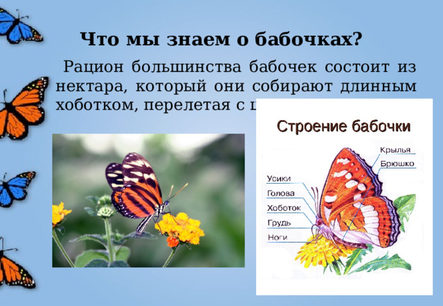 Что мы знаем о бабочках?  Рацион большинства бабочек состоит из нектара, который они собирают длинным хоботком, перелетая с цветка на цветок. 